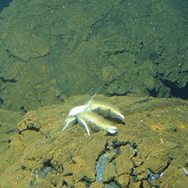 Kirsuta's profile picture. your hydrothermal pit stop