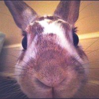 🐇(@bunnyb0ii) 's Twitter Profile Photo