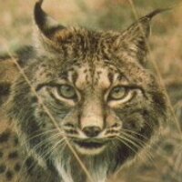 Lincesa (@lincesa_rg) 's Twitter Profile