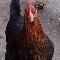 Hens Teeth (@hensteeth23) 's Twitter Profile
