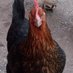 Hens Teeth (@hensteeth23) Twitter profile photo Hens Teeth (@hensteeth23) Twitter profile photo