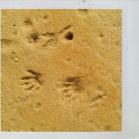 nativefauna (@nativefauna) 's Twitter Profile