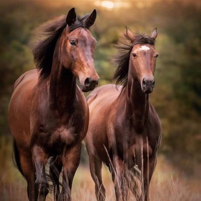 hayat2024ami's profile picture. 