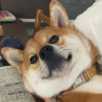 実家の犬コロ(@korokyawawa) 's Twitter Profile Photo