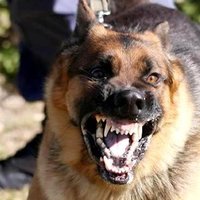 Von Kroepelin K9 (@vonkroeplink9) 's Twitter Profile Photo Von Kroepelin K9 (@vonkroeplink9) 's Twitter Profile Photo