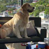 lovedogs (@itheflowhorse) 's Twitter Profile