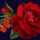 Flor solis - @levisserrano - Twitter