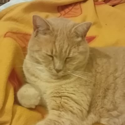 Mes chats d'amours okami et shiro .Sans oublier yuki okami qui nous a quitté il a peu . et maintenant Léo qui est arrivé dans nos vies