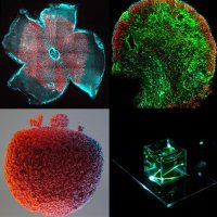 @NUBiosciences (@nubiosciences) 's Twitter Profile