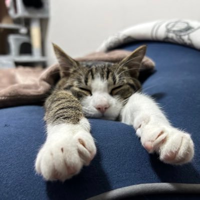 nekohogo2001's profile picture. 5頭の猫の舎弟です 。個人保護猫ボランティアさんの応援隊長です /好きなもの、猫・プロレス・との丸家・マーベル・猫カフェみたいと言ってうちにお茶しにくる人/陰謀論が陰謀論でなくなりつつある話に反応しがち