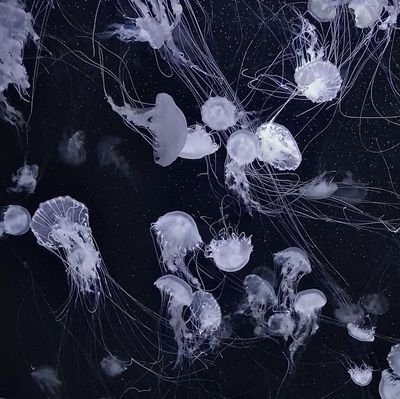 dangdangppang's profile picture. 20⬆️