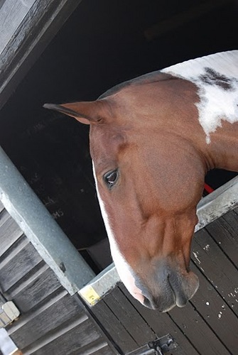 I love mud and carrots. Mum takes me out to do lots of stuff, but I'd rather be home eating...and sleeping. I'm smarter than I look...I can tweet!!
