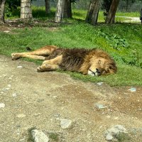 ライオン🦁 (@raionga_suki) Twitter profile photo