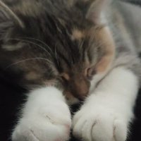 ipeksii (@iipeekc) Twitter profile photo