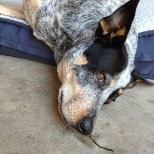 ToddCrews's profile picture. 