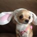 puppy genovese (@crepevictim) Twitter profile photo puppy genovese (@crepevictim) Twitter profile photo