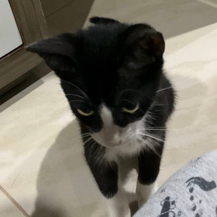 tinkiwinkiremix's profile picture. ⚕️