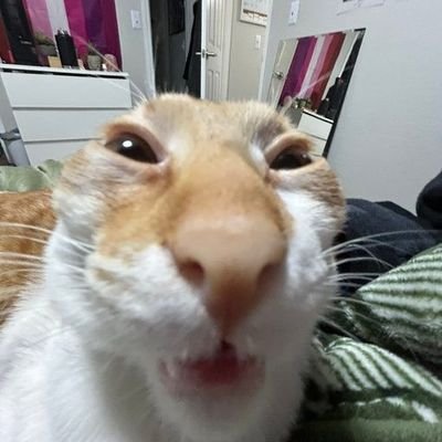 ThePacosTaco's profile picture. 25, he/they