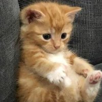 Shada🐍 (@btsforlife3011) Twitter profile photo