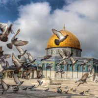 Marwa Alaa 🇵🇸 (@marwaaamera) Twitter profile photo