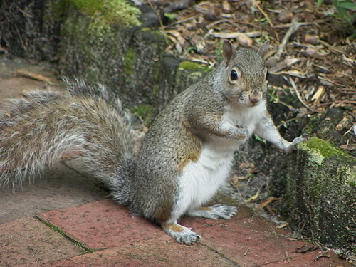 The rivers in Moscow are frozen this time of year...are you Grey Squirrel?