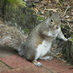 Liz Probert (@greysquirrel300) Twitter profile photo