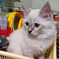 Laila (@lailamousa29) 's Twitter Profile