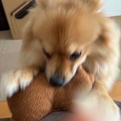 18↑♀/原神(メイン)、ポケモンSV、あつ森/隠居してもずっとウェンティ推し🍃/時々かわいいレオくんを乗せます🐶♡♡♡♡♡/呼びタメ○/vc深夜帯のみ/