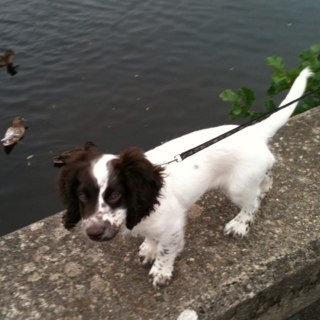 snooptiggercraf's profile picture. 