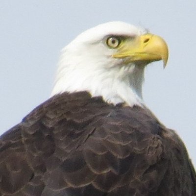 Fivesips's profile picture. 