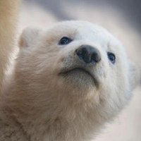 Antarctic Bear 🐻‍❄️ (@antarcticabear1) 's Twitter Profile