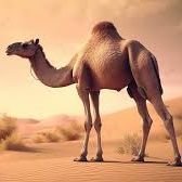 im useful not like other camels