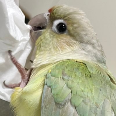 愛称ピナ:スピナ ホオミドリアカオウロコインコ ミント♂ 2歳 偶に実家のぴよ(青葉)マメルリハインコ13歳も呟く 鳥の情報収集・日常記録アカウントです