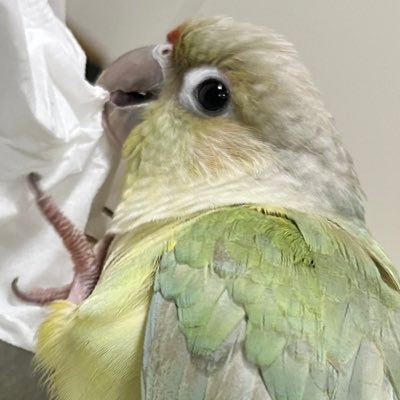 愛称ピナ：スピナ ホオミドリアカオウロコインコ ミント 男の子1歳 偶に実家のぴよ（青葉）マメルリハインコ12歳 鳥の情報収集・日常記録アカウントです。無言フォロー失礼いたします。