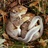 fjmartincubino's profile image