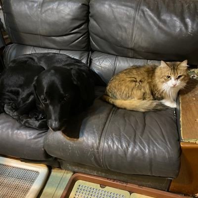 週一回は船に乗らないと死んでしまうｱﾀｵｶ/基本釣果備忘録､たまに🚙🐶🐱ﾈﾀ/丹後,若狭では鰤,鰆,ﾏ🦑、東京湾では🐉/🚙は ｼﾞﾑﾆｰ➡ﾋﾞｯｸﾞﾎｰﾝ➡ﾗﾝｸﾙ100(24年目)/家族は､👹､👱🏽‍♀️2､保護🐱3､🐶1/無言ﾌｫﾛｰ歓迎