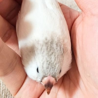 しろまる(最近鳥の人さんのプロフィール画像