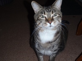 smuggcat's profile picture. Meow.