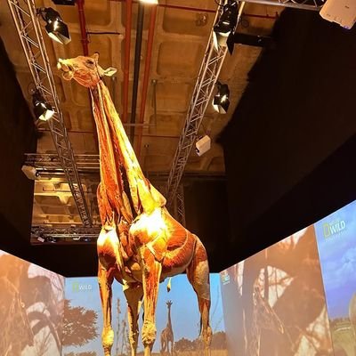 apocangubi's profile picture. Rabbi yessir velâ tuassir Rabbi temmim bi'l-hayr. Rabbenâ âtinâ min ledunke rahmeten veheyyi/ lenâ min emrinâ raşedâ