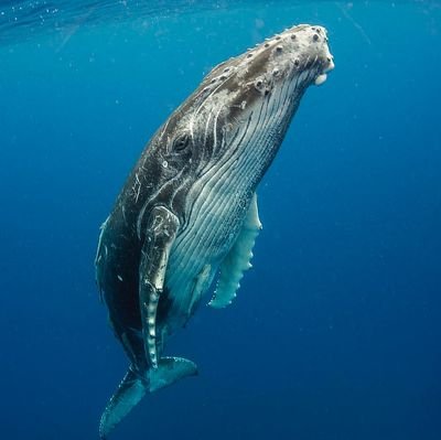 WhaleExpertDave's profile picture. 24, Loves whale's, Knows whale's