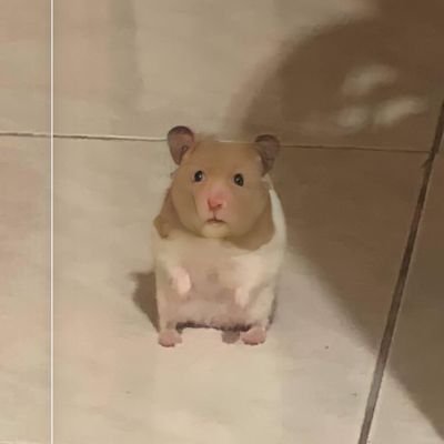 시숙さんのプロフィール画像