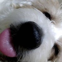 いちからやり直し🫣あざと悪い11ちゃい♂🐶 (@jrt_kwaii211312) 's Twitter Profile
