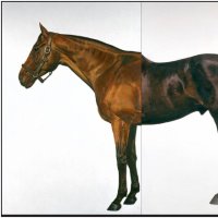 B E O Neill (@racehorsesrace1) 's Twitter Profile Photo B E O Neill (@racehorsesrace1) 's Twitter Profile Photo