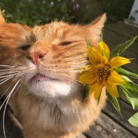 FUNNY CATS (@funnyxcats) 's Twitter Profile