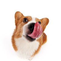 Welsh Corgi Lover's(@corgiloverus) 's Twitter Profile Photo