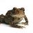 ThreeTonToad's profile image