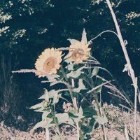 産地 (@333sanchi) 's Twitter Profile Photo