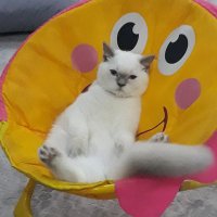 boş (@ayhan2327) 's Twitter Profile