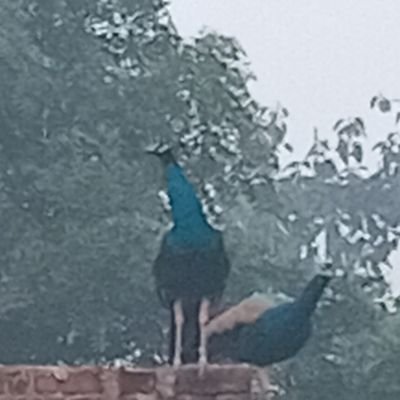 bheemarmy65's profile picture. 