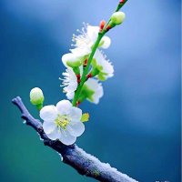 早莺春泥 (@wangchunyu23165) 's Twitter Profile